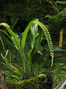 Dendrochilum abbreviatum