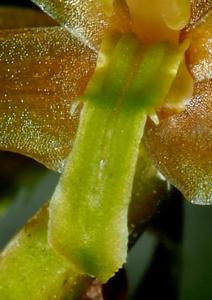 Coelogyne erectilabia