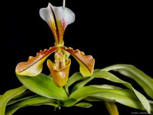 Paphiopedilum insigne