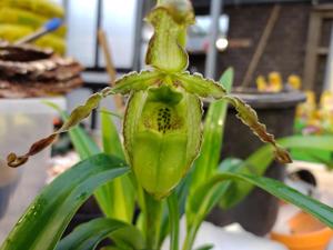 Phragmipedium boissierianum