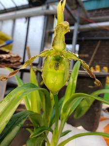 Phragmipedium boissierianum