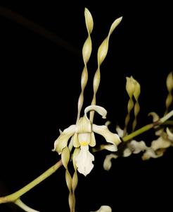 Dendrobium strebloceras