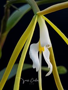 Epidendrum nocturnum