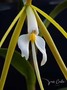 Epidendrum nocturnum