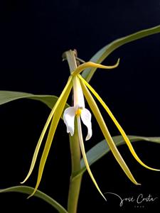 Epidendrum nocturnum