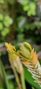 Stichorkis mucronata