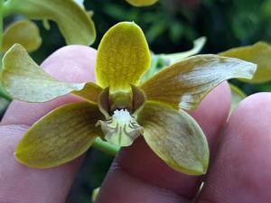 Dendrobium schulleri