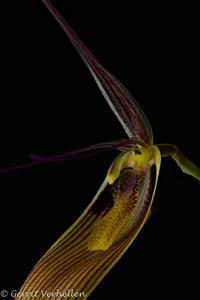 Restrepia antennifera