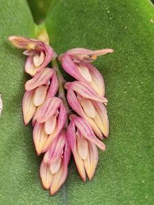 Acianthera prolifera
