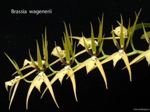 Brassia wageneri