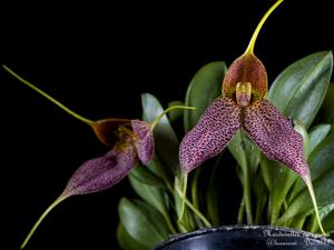 Masdevallia decumana