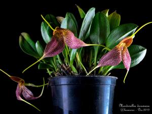 Masdevallia decumana