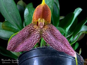 Masdevallia decumana