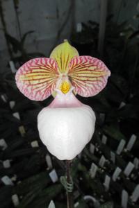 Paphiopedilum micranthum