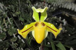 Paphiopedilum druryi