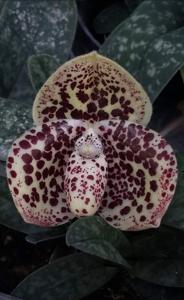 Paphiopedilum bellatulum