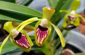 Vanda cristata