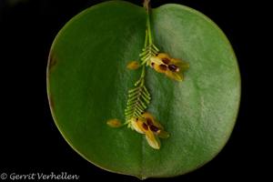 Lepanthes rutrum