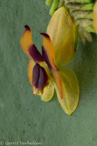 Lepanthes rutrum