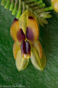 Lepanthes rutrum