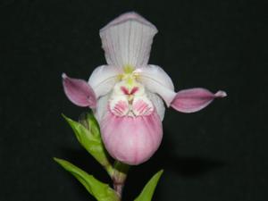 Phragmipedium schlimii