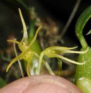 Bulbophyllum mucronatum subsp. mucronatum
