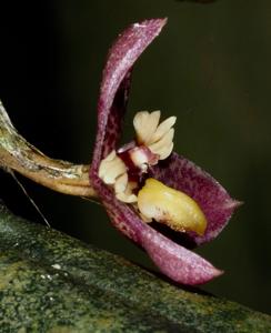 Bulbophyllum cheiropetalum
