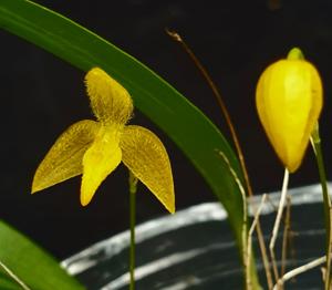 Bulbophyllum holochilum