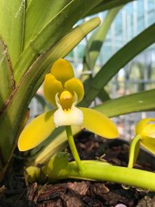 Cymbidium finlaysonianum