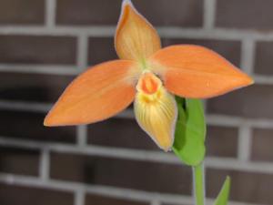 Phragmipedium dalessandroi