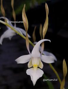 Dendrobium strepsiceros