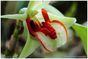 Dendrobium cruentum