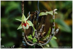 Dendrobium cruentum