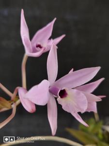 Laelia rubescens