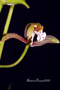 Cymbidium erythraeum