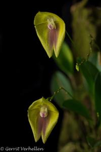 Lepanthes escobariana
