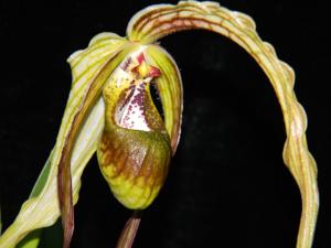 Phragmipedium caudatum