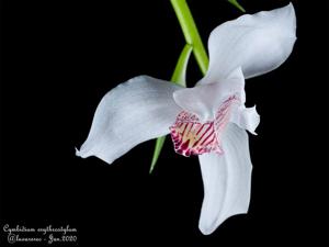 Cymbidium erythrostylum