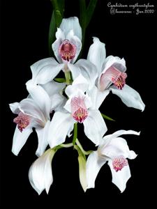 Cymbidium erythrostylum