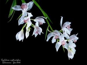 Cymbidium erythrostylum