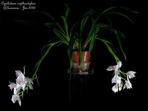 Cymbidium erythrostylum