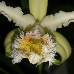 Sobralia fimbriata