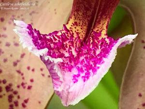 Cattleya schofieldiana