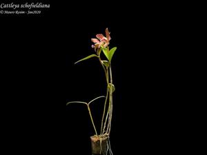 Cattleya schofieldiana