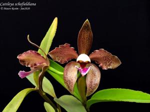 Cattleya schofieldiana