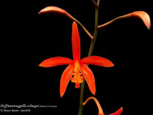 Cattleya colnagoi