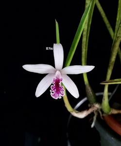 Cattleya lundii