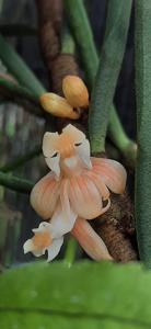 Dendrobium pinifolium