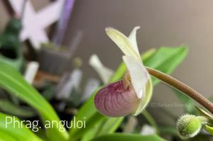 Phragmipedium anguloi