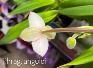 Phragmipedium anguloi